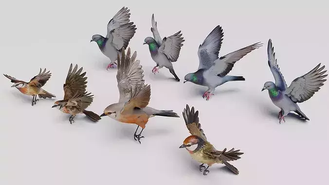 Pigeons and Sparrows - Flying Birds Collection