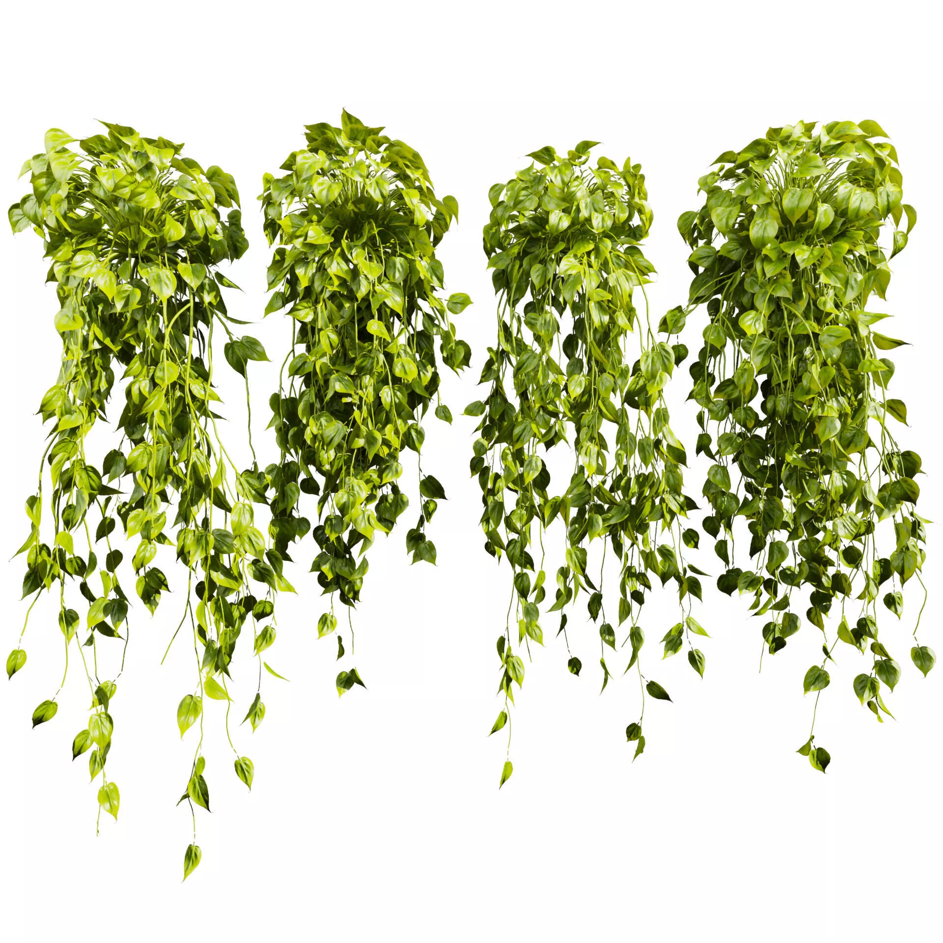 plant vol 903 - Hanging - Ampelous - devils ivy 3D model