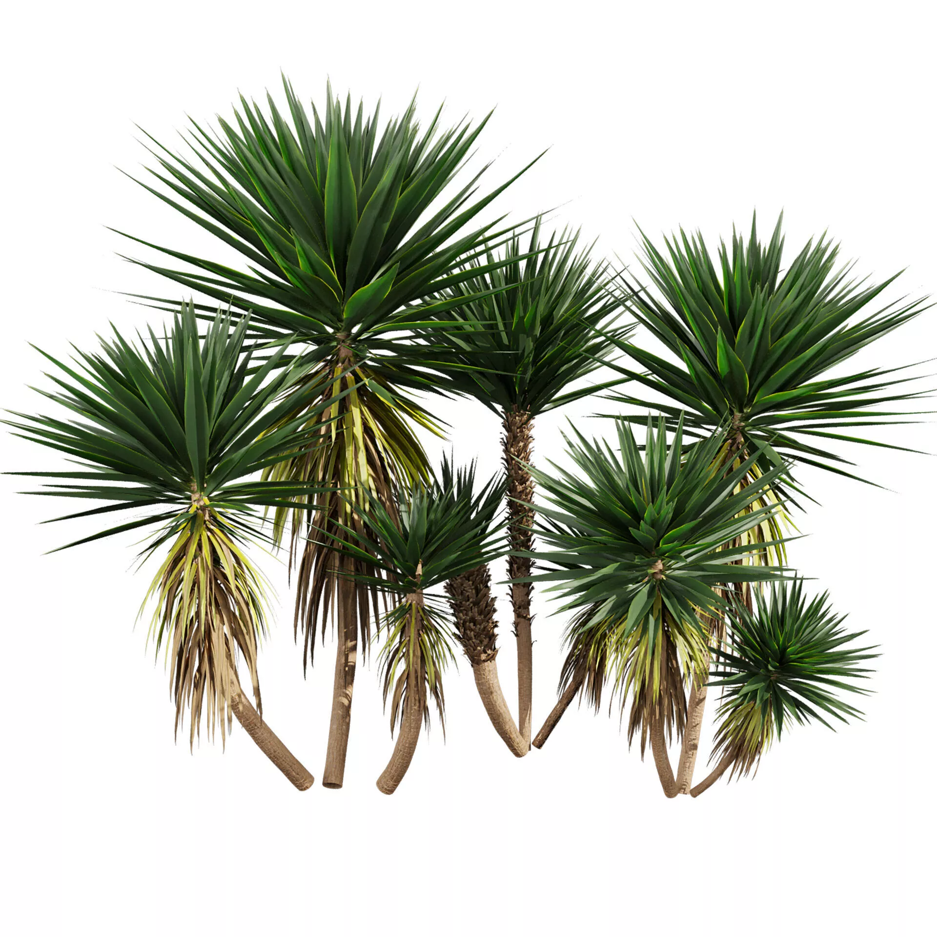 plant vol 904 - Spineless - Yucca - palm - tree 3D model