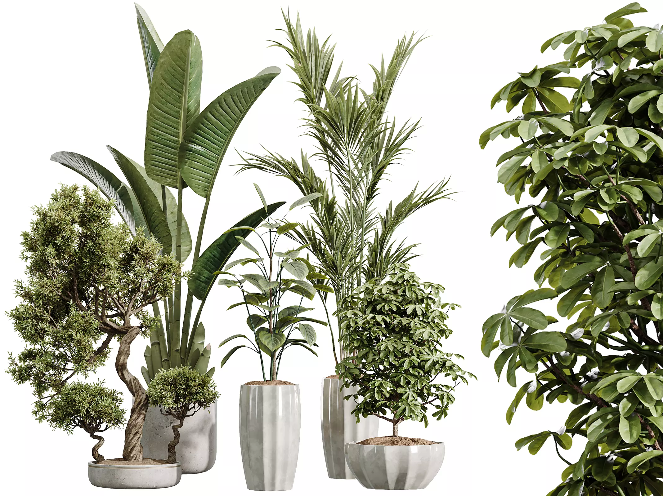 AV Indoor Plants Set455 Schefflera Palm ParadiseBird Olive Ficus 3D model