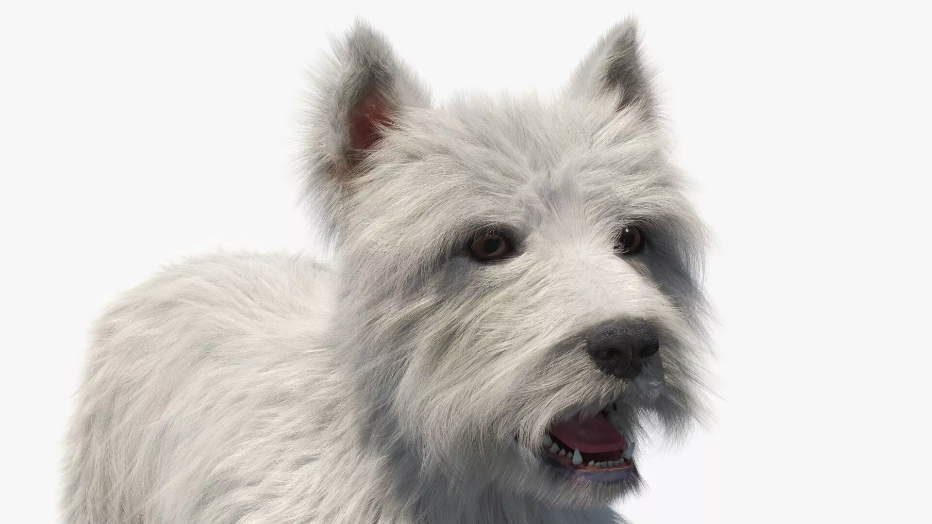 West Highland White Terrier Standard Pose Fur 3D model