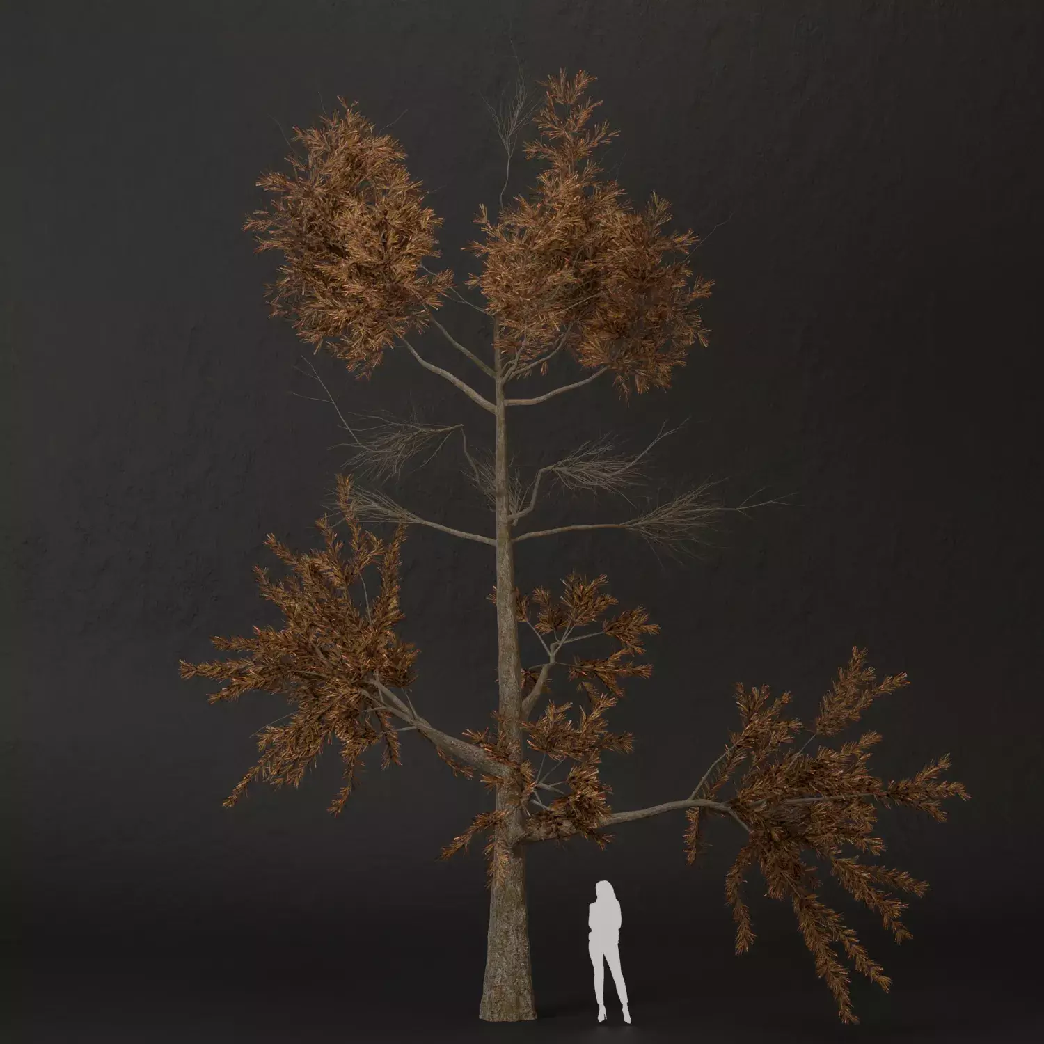 Sj Cold Nest Pine Tree Free 3D model