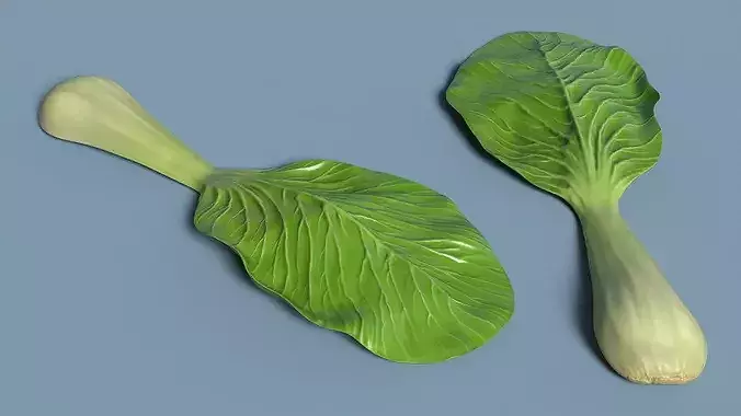 Whole Bok Choy Head Fresh 3D model 5