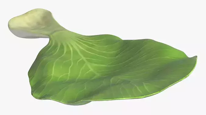 Whole Bok Choy Head Fresh 3D model 7
