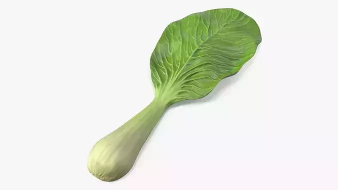 Whole Bok Choy Head Fresh 3D model 2
