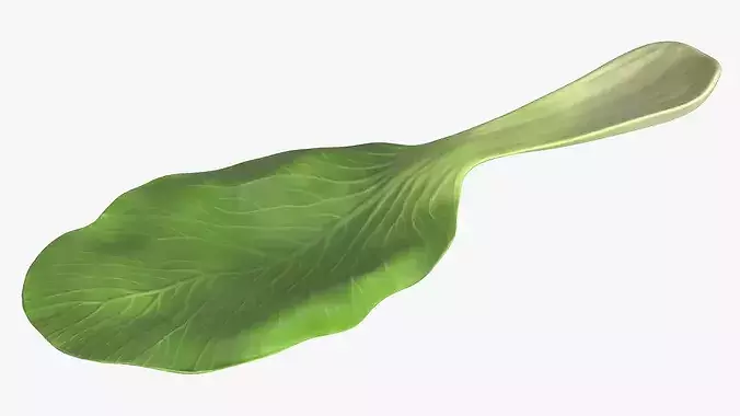 Whole Bok Choy Head Fresh 3D model 6