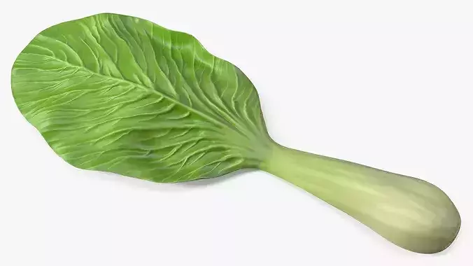 Whole Bok Choy Head Fresh 3D model