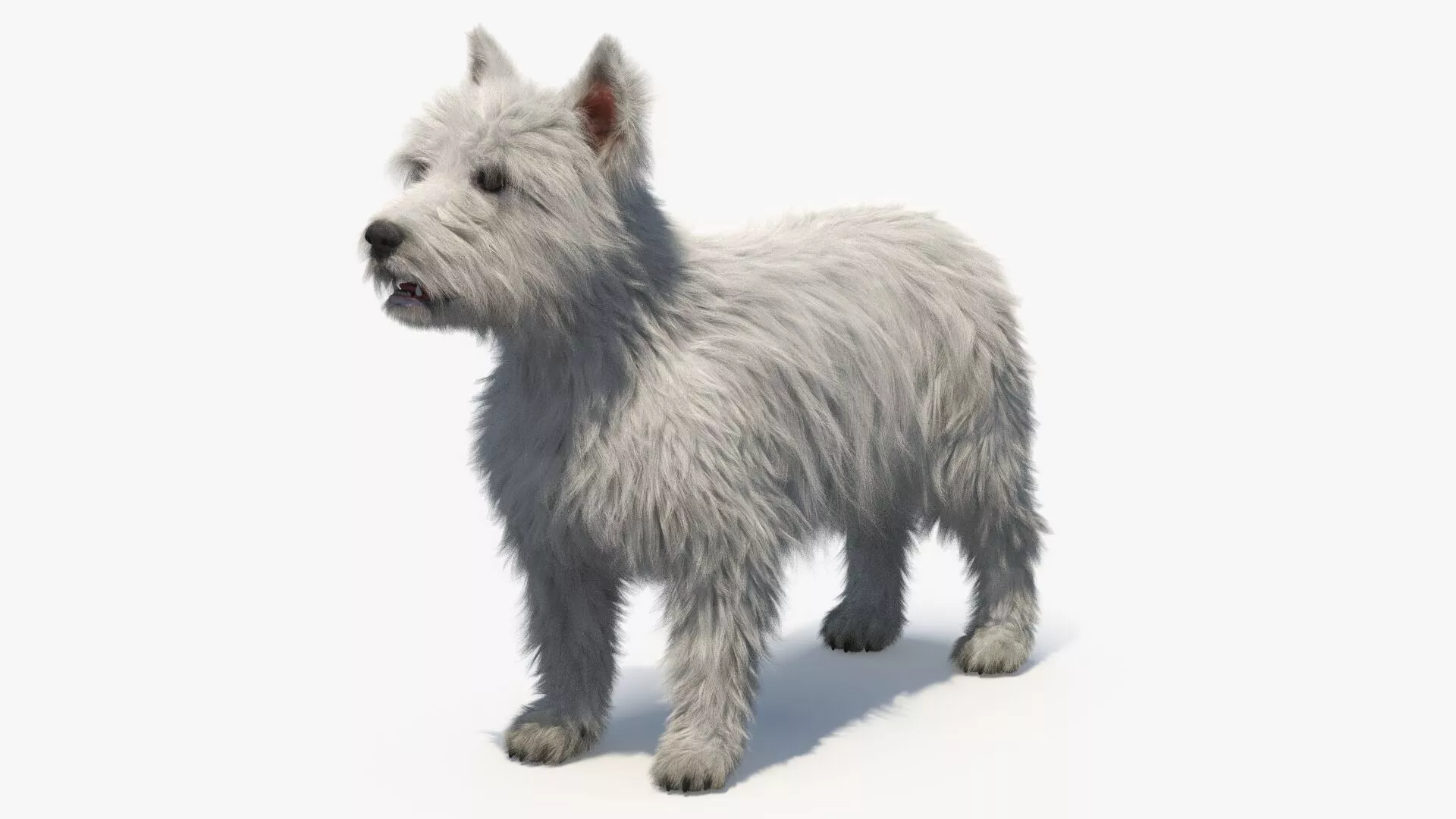 West Highland White Terrier Standing Pose Fur 3D model
