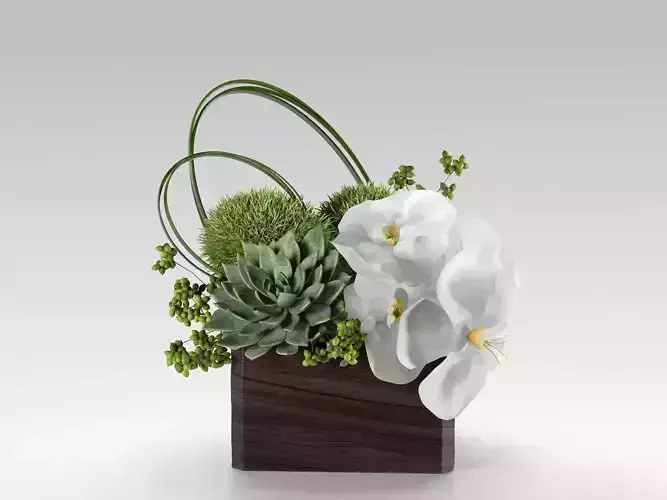 Phalaenopsis Orchid And Succulents in Box 3D model