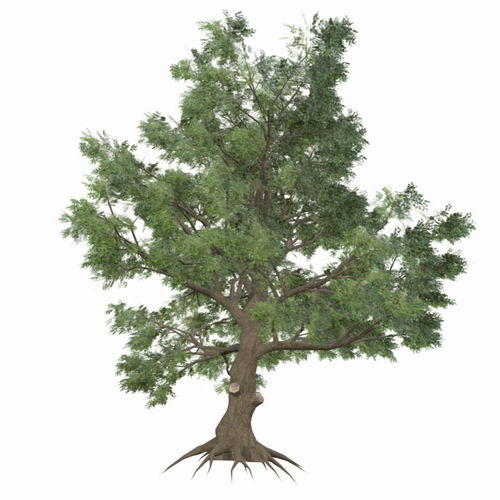 White Oak Tree Low-poly 3D model