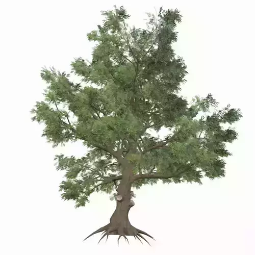 White Oak Tree Low-poly 3D model