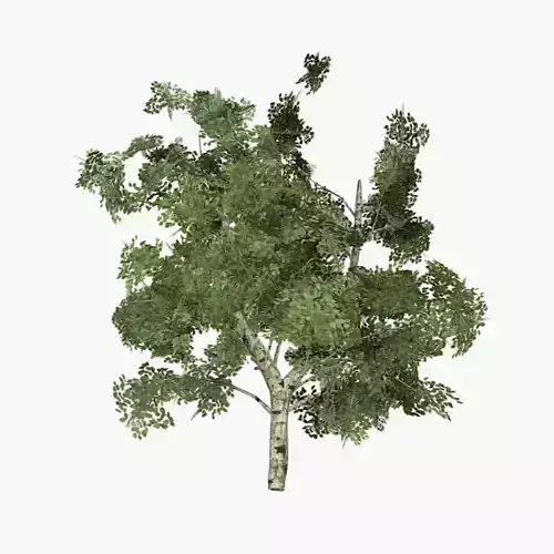White Birch Tree Low-poly 3D model