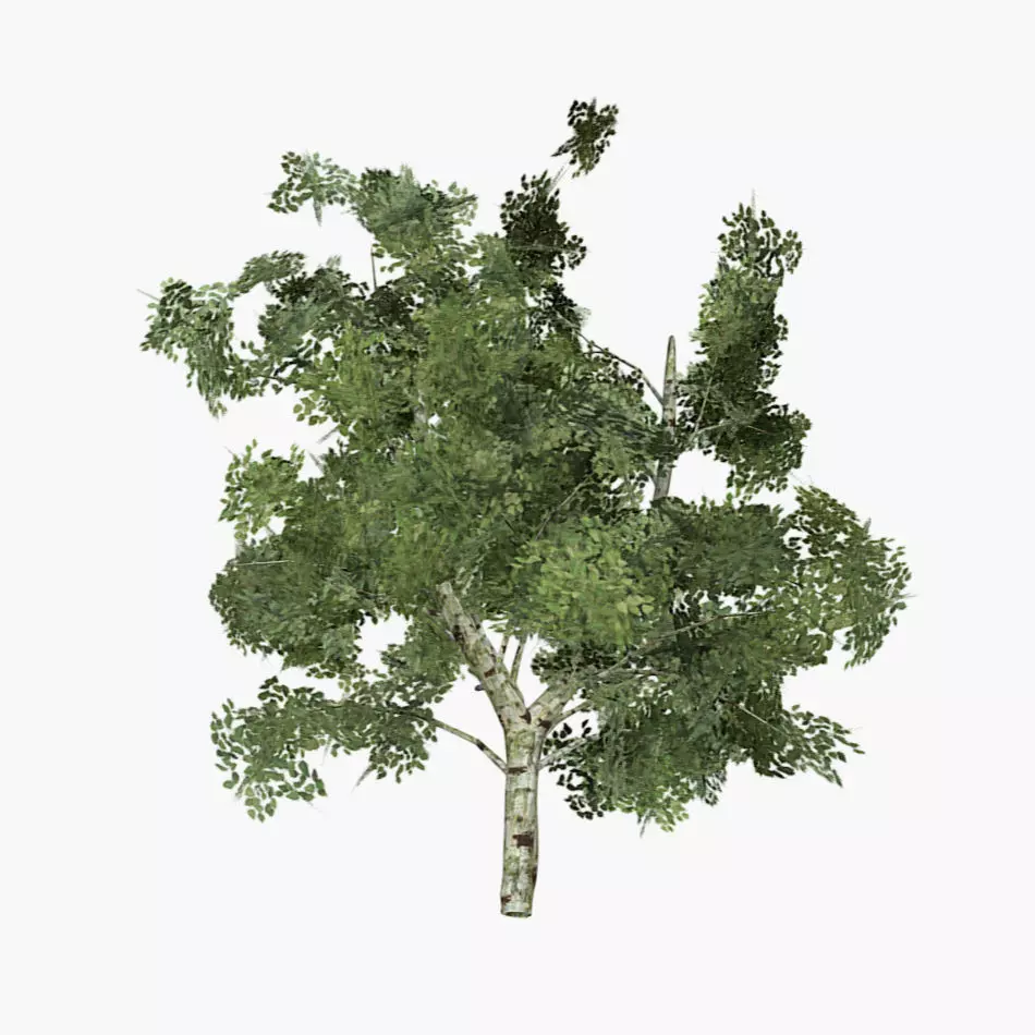 White Birch Tree Low-poly 3D model_0