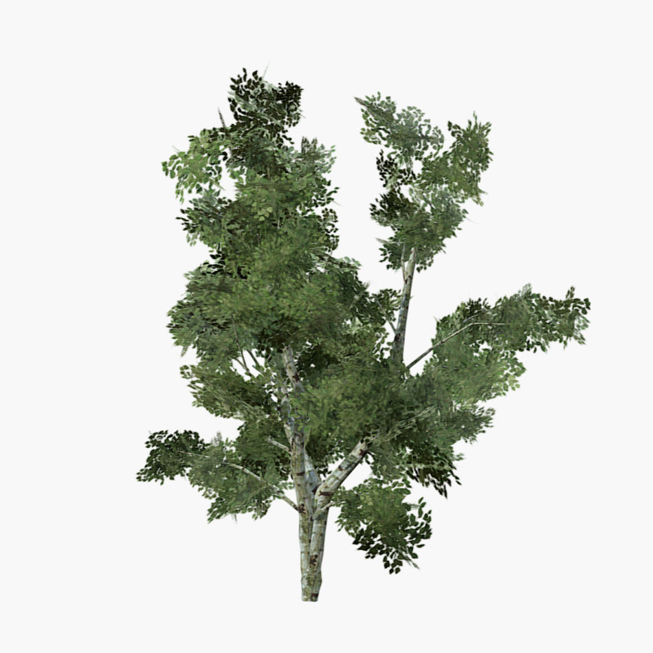 White Birch Tree Low-poly 3D model_1