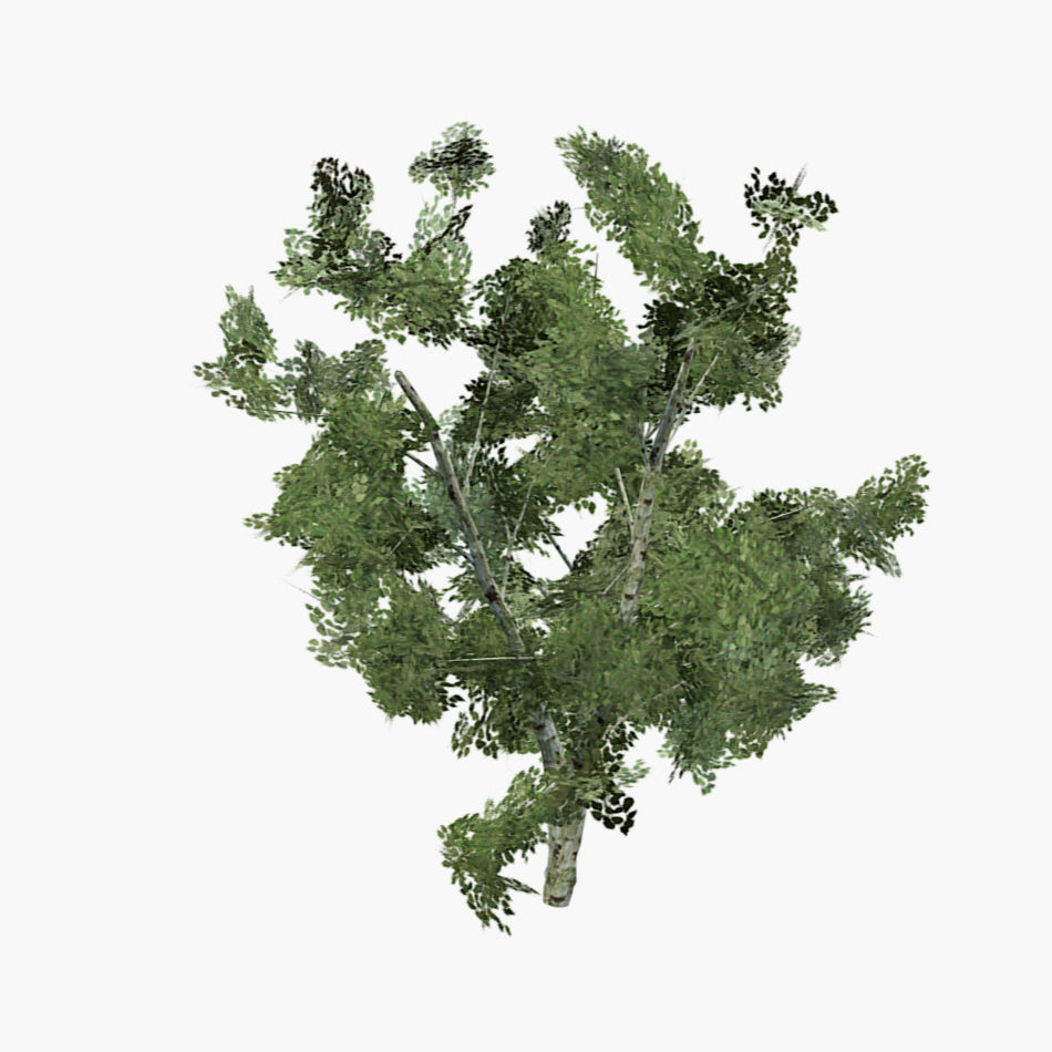 White Birch Tree Low-poly 3D model_2
