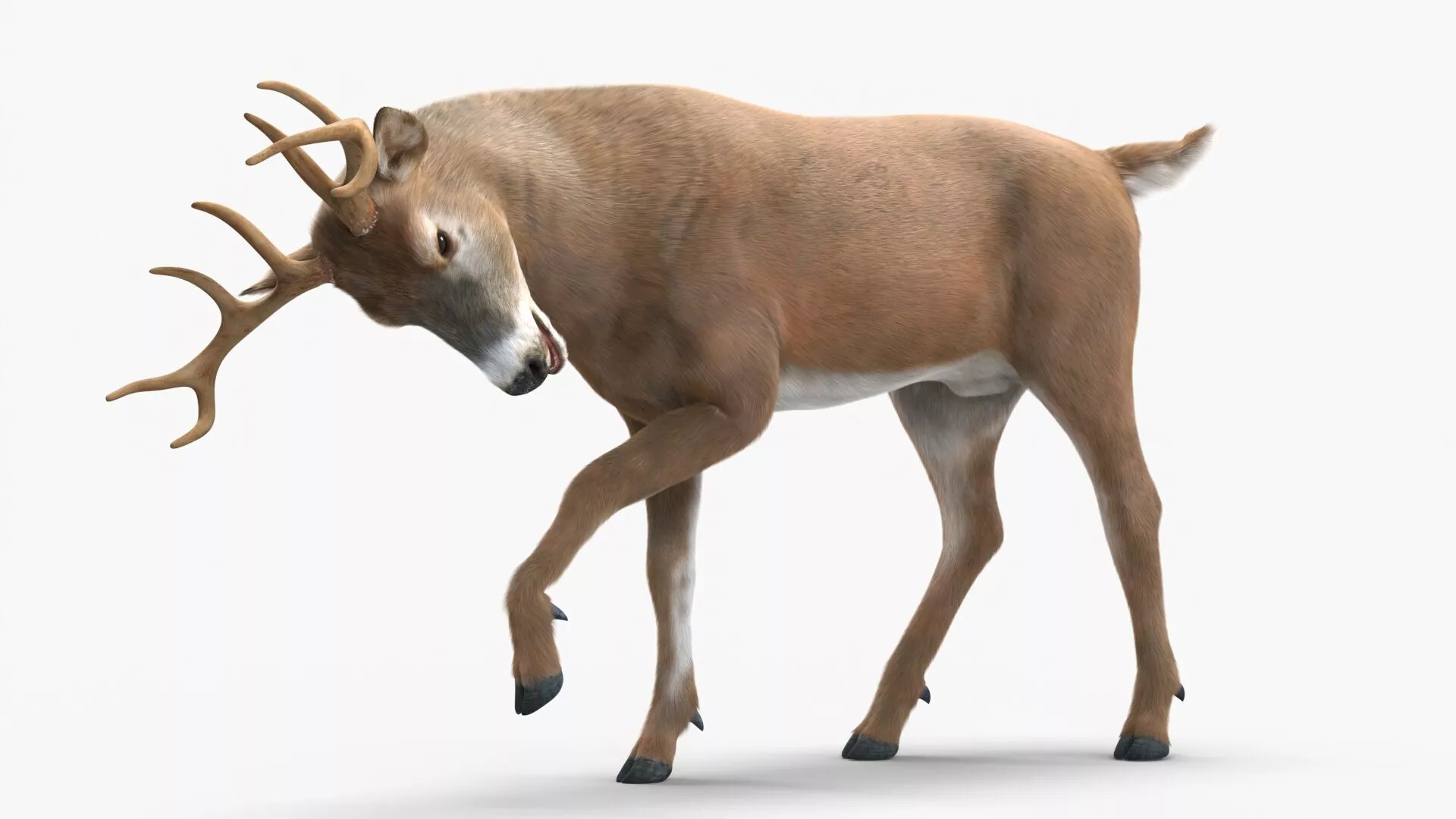 Virginia Deer Fur Rigged for Cinema 4D 3D model