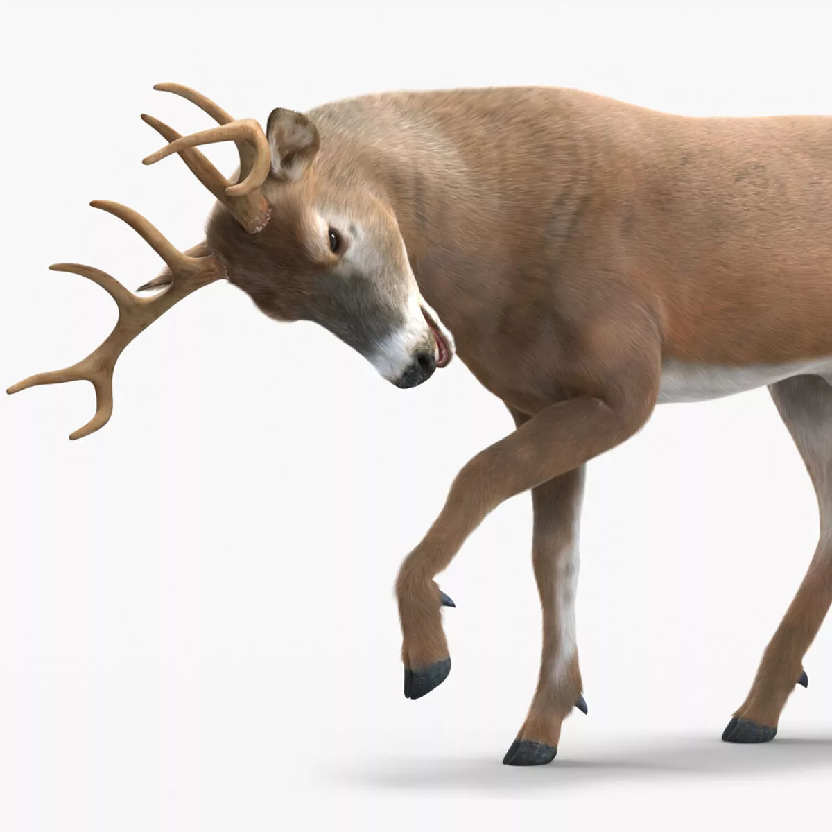Virginia Deer Fur Rigged for Maya 3D model