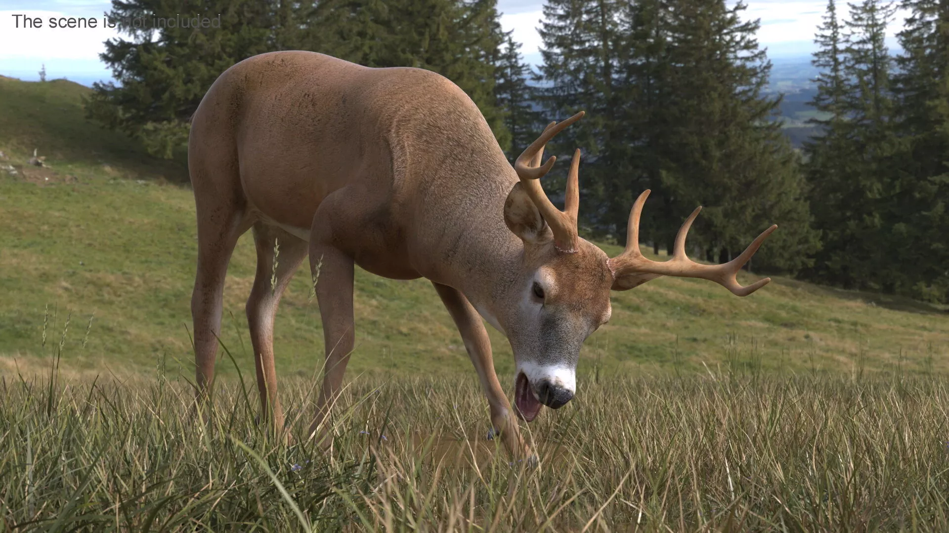 Virginia Deer Rigged for Maya 3D model