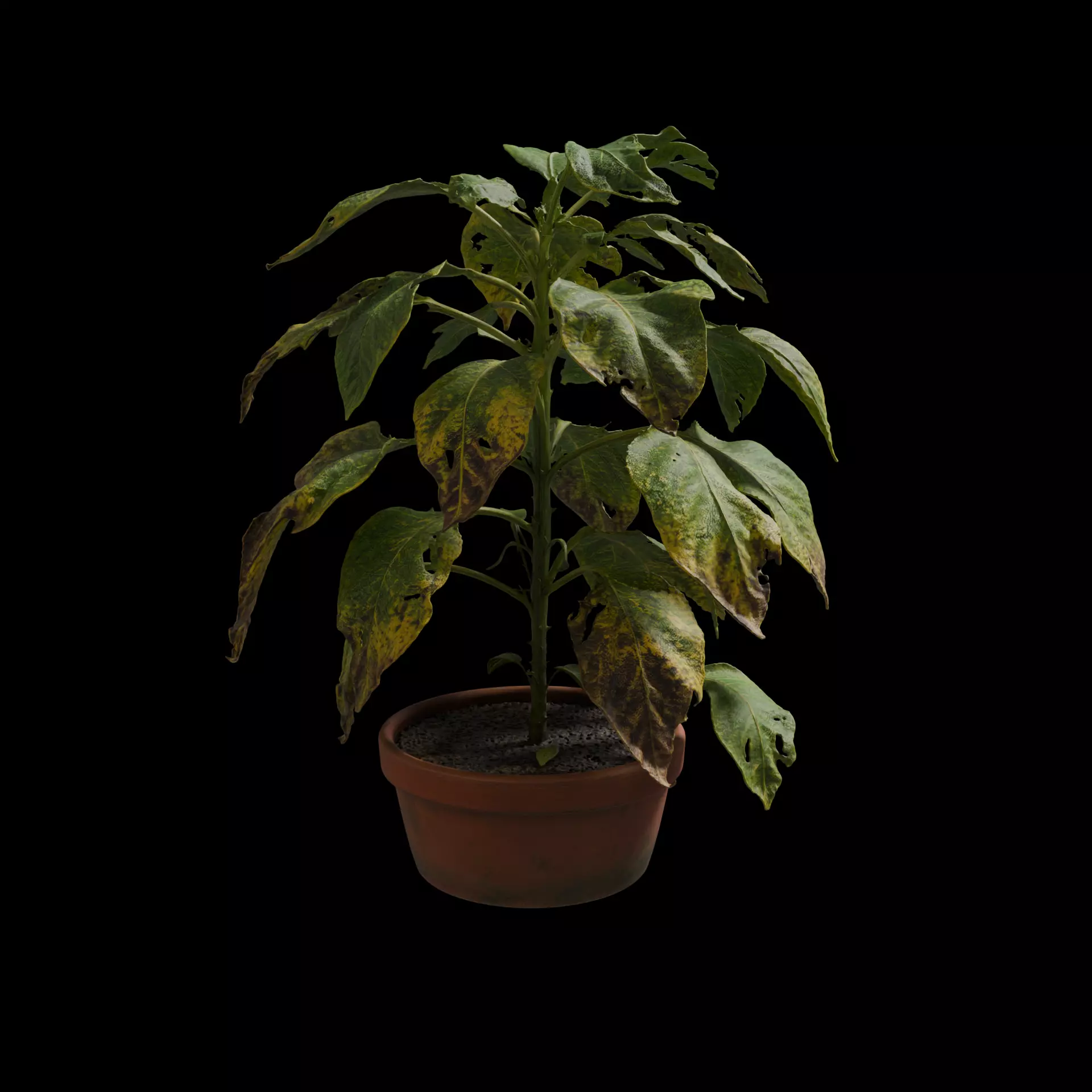Withered Potted Plant 3D Model 3D model