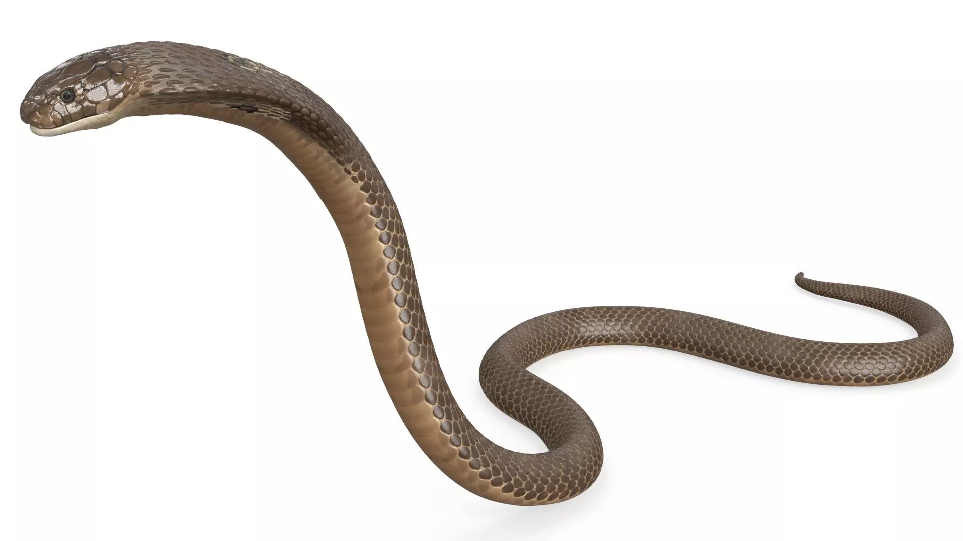 Attack Naja Cobra Animated Rigged 3D model