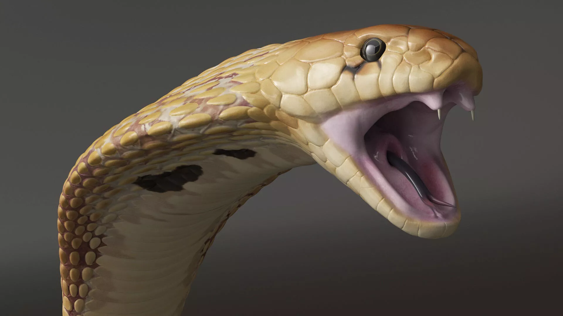 Light Skin Cobra Attack Animated Rigged 3D model