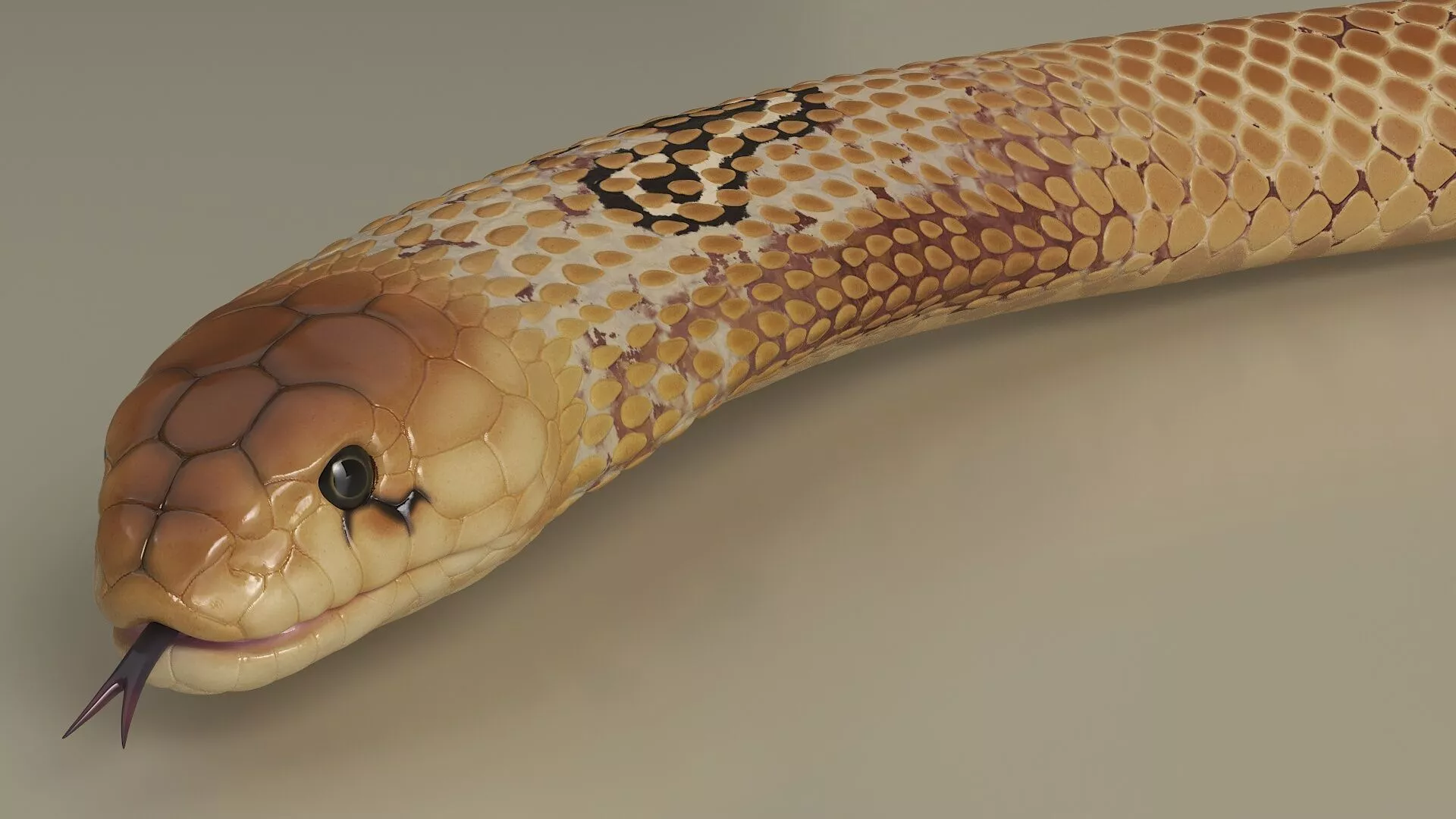 Crawling Light Skin Cobra Animated Rigged 3D model