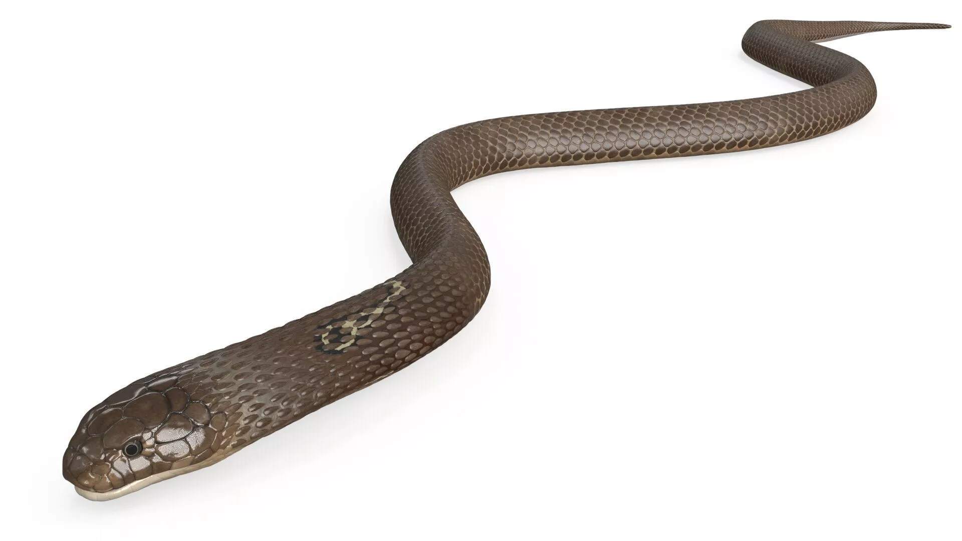 Naja Cobra Snake Crawling Animated Rigged 3D model