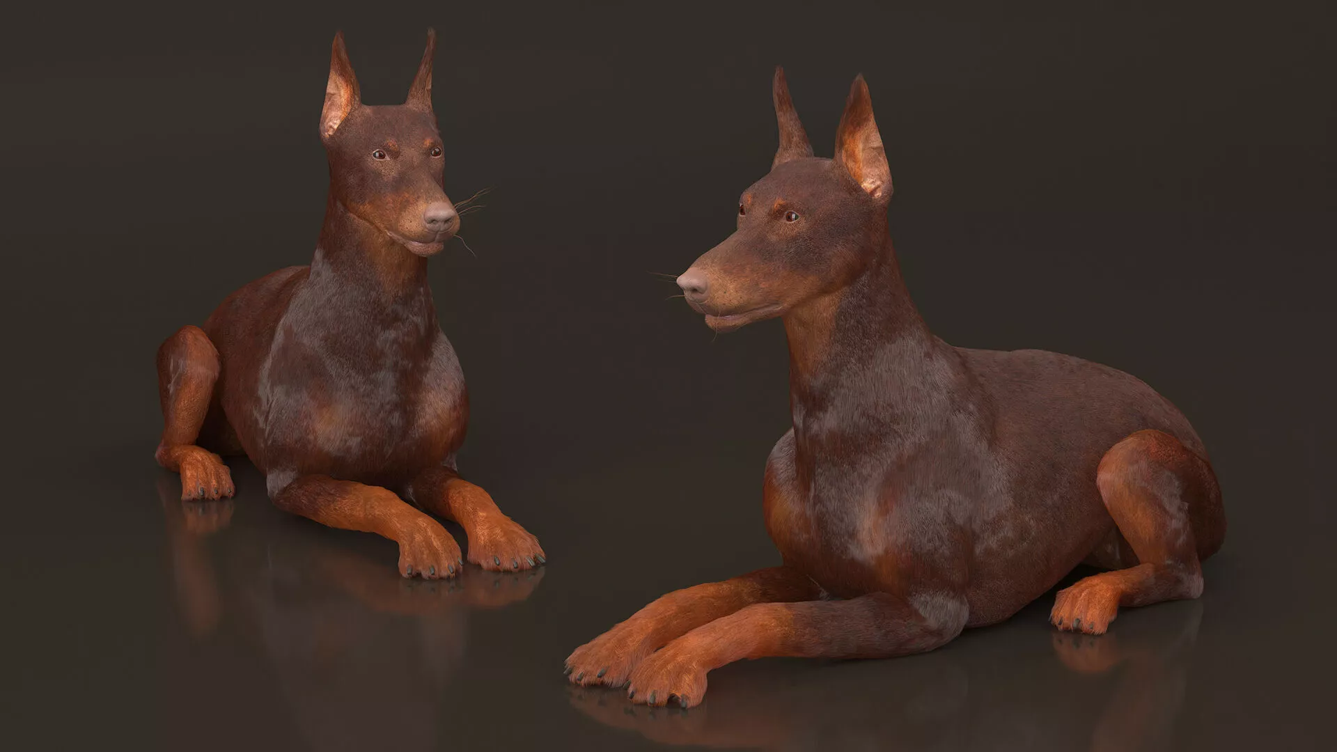 Brown Doberman Pinscher Lying Down Fur for Cinema 4D 3D model