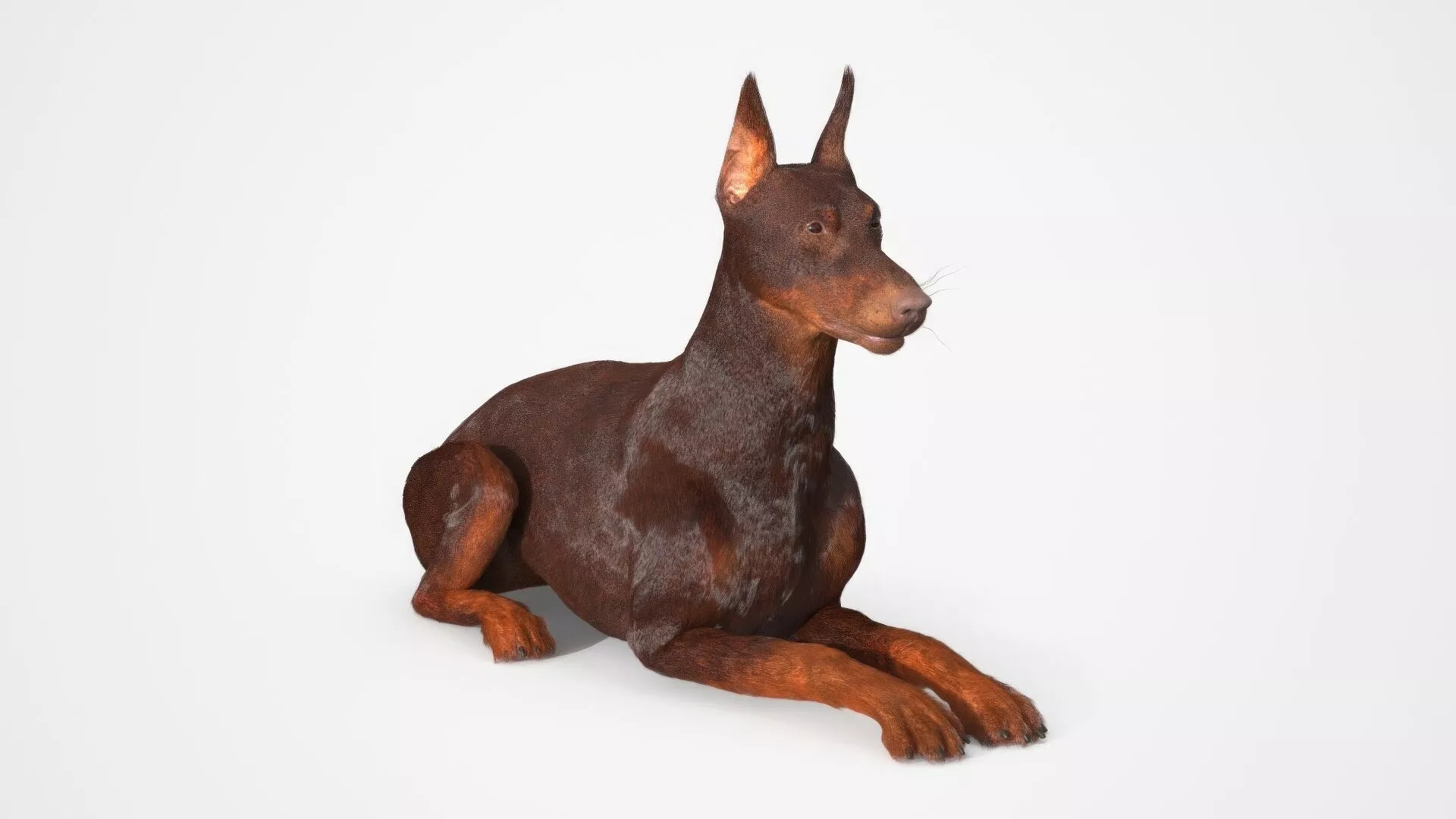 Brown Doberman Pinscher Lying Down Fur for Maya 3D model