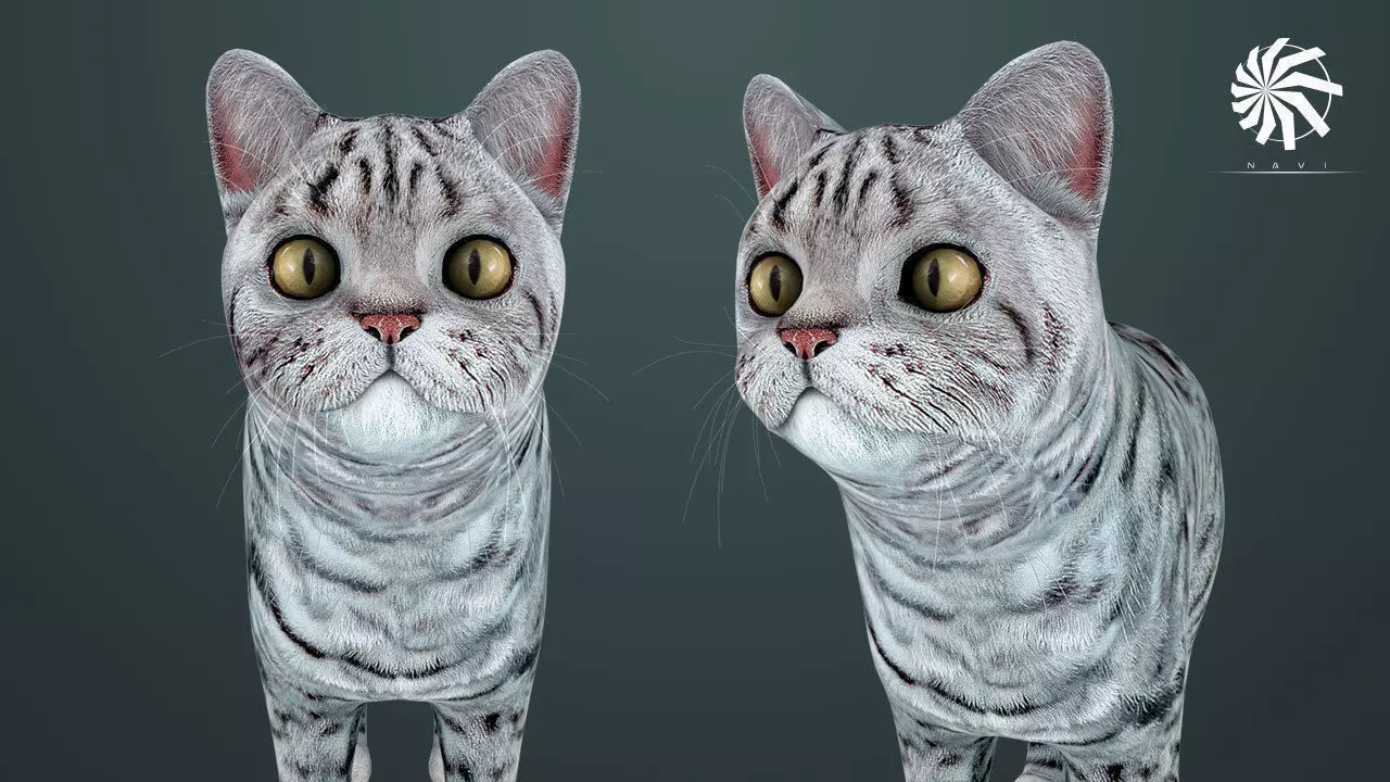 Cat - British  Silver Tabby - Young Kitten - Rigged Custom Low-poly 3D model_0