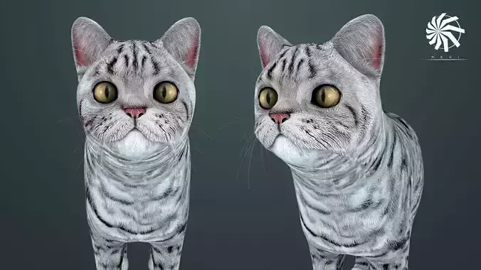 Cat - British  Silver Tabby - Young Kitten - Rigged Custom Low-poly 3D model