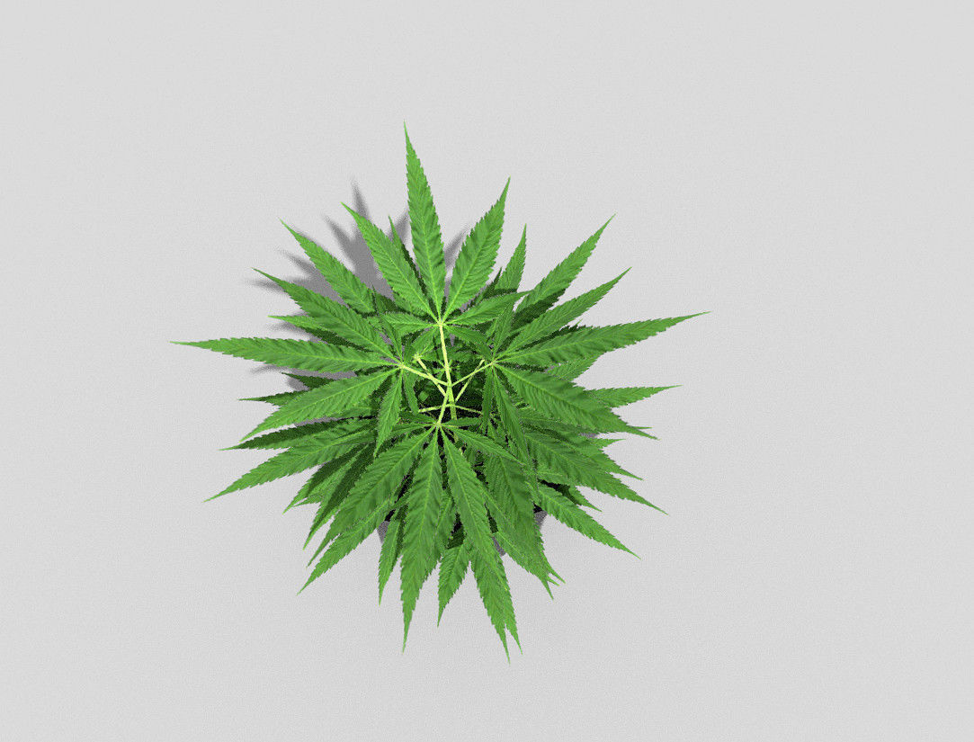 pot plant low poly Low-poly 3D model_2