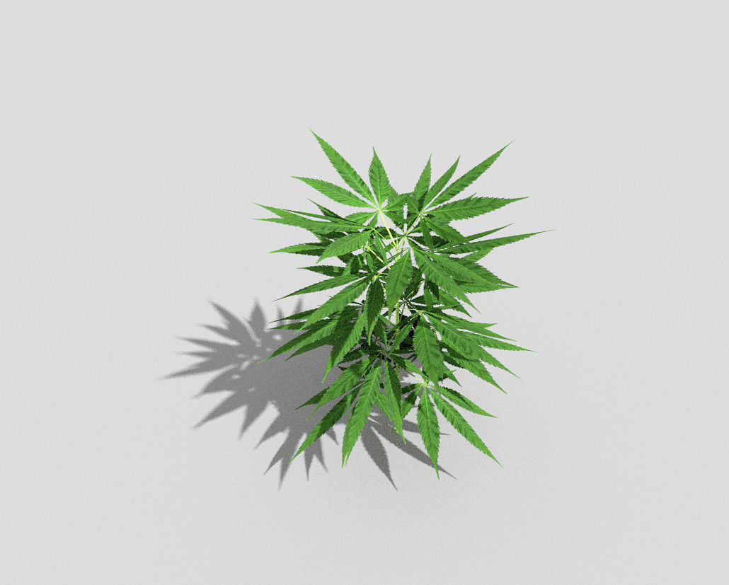 pot plant low poly Low-poly 3D model_5