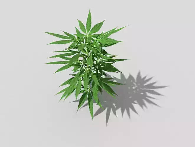 pot plant low poly Low-poly 3D model