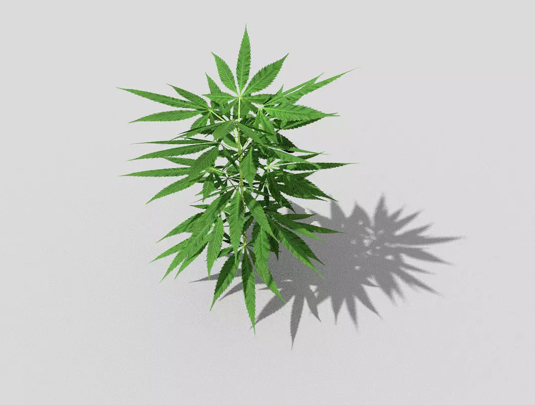 pot plant low poly Low-poly 3D model_0