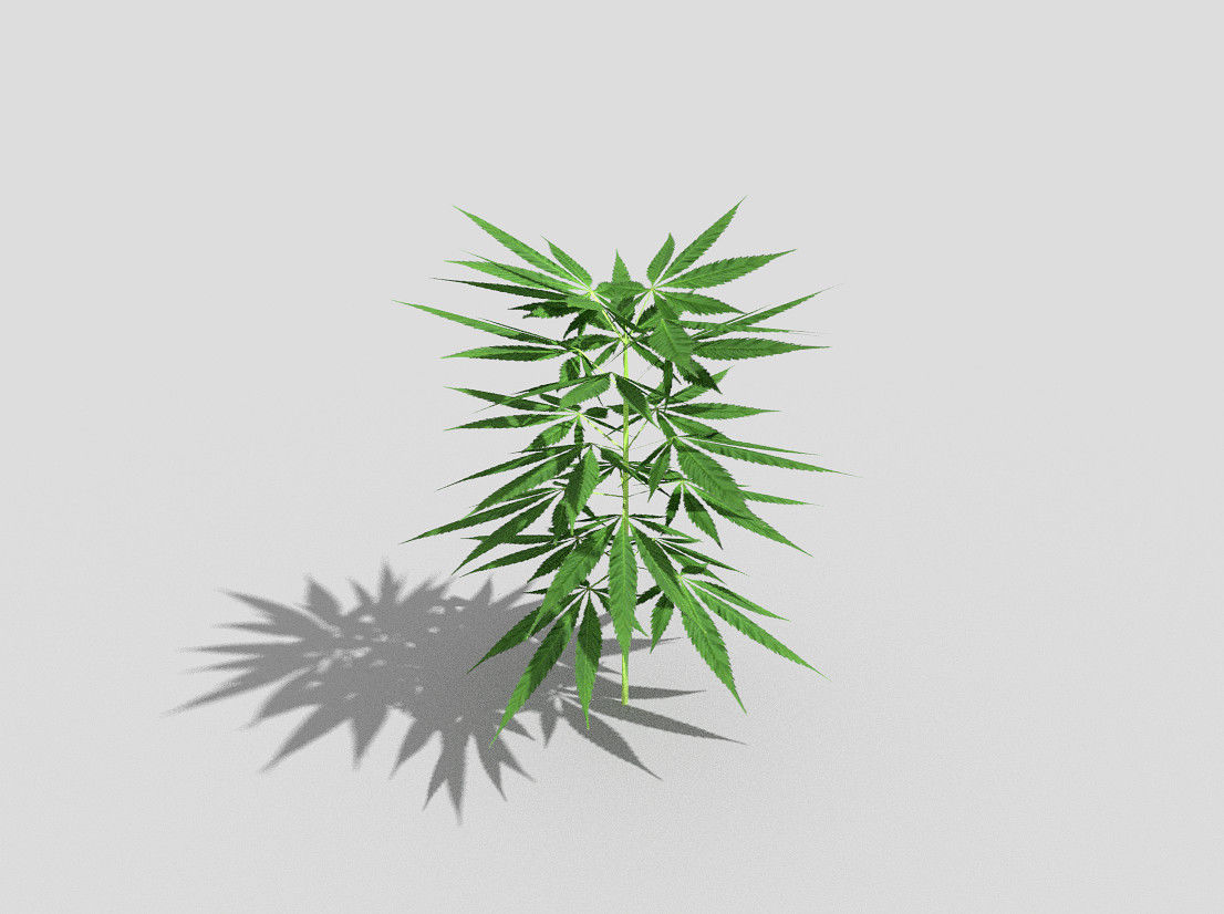 pot plant low poly Low-poly 3D model_4