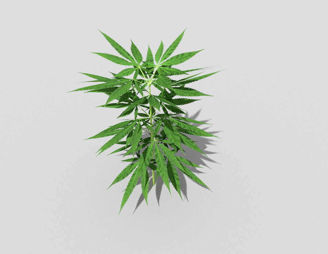 pot plant low poly Low-poly 3D model_3