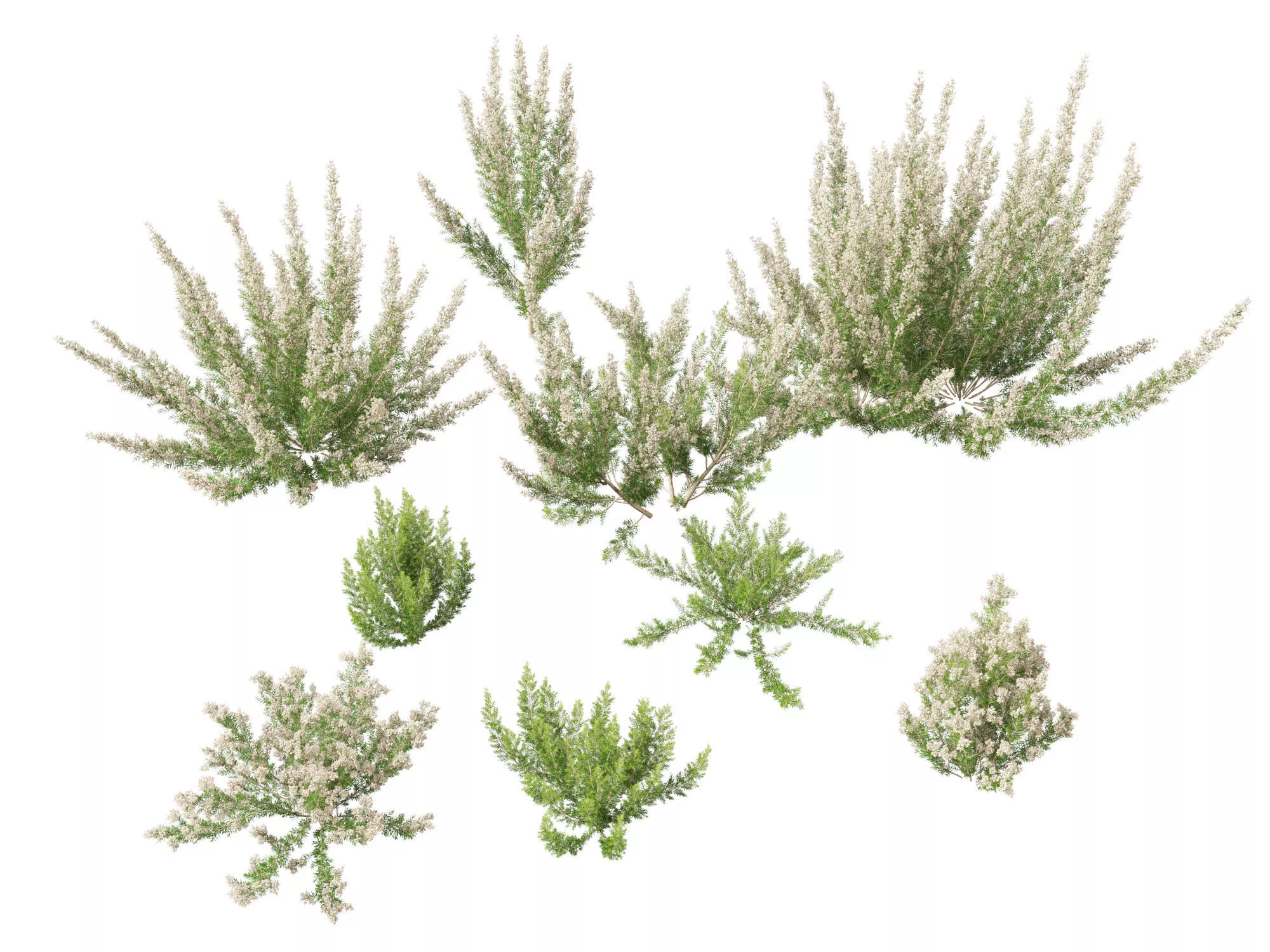 Highpoly-Low Poly - Erica Arborea - Tree heath 02 Low-poly 3D model