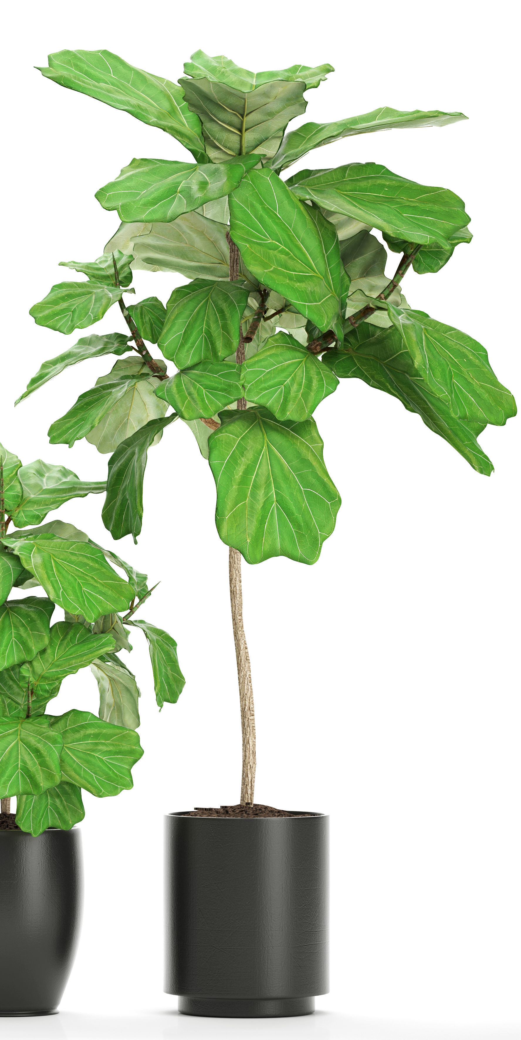 Ficus Lyrata Trees 3D model_6