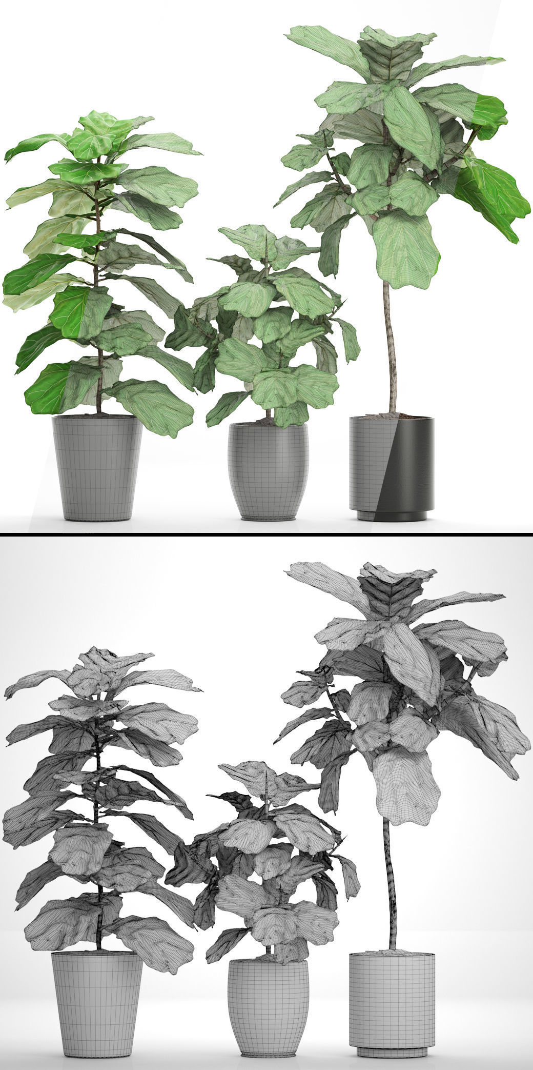 Ficus Lyrata Trees 3D model_7