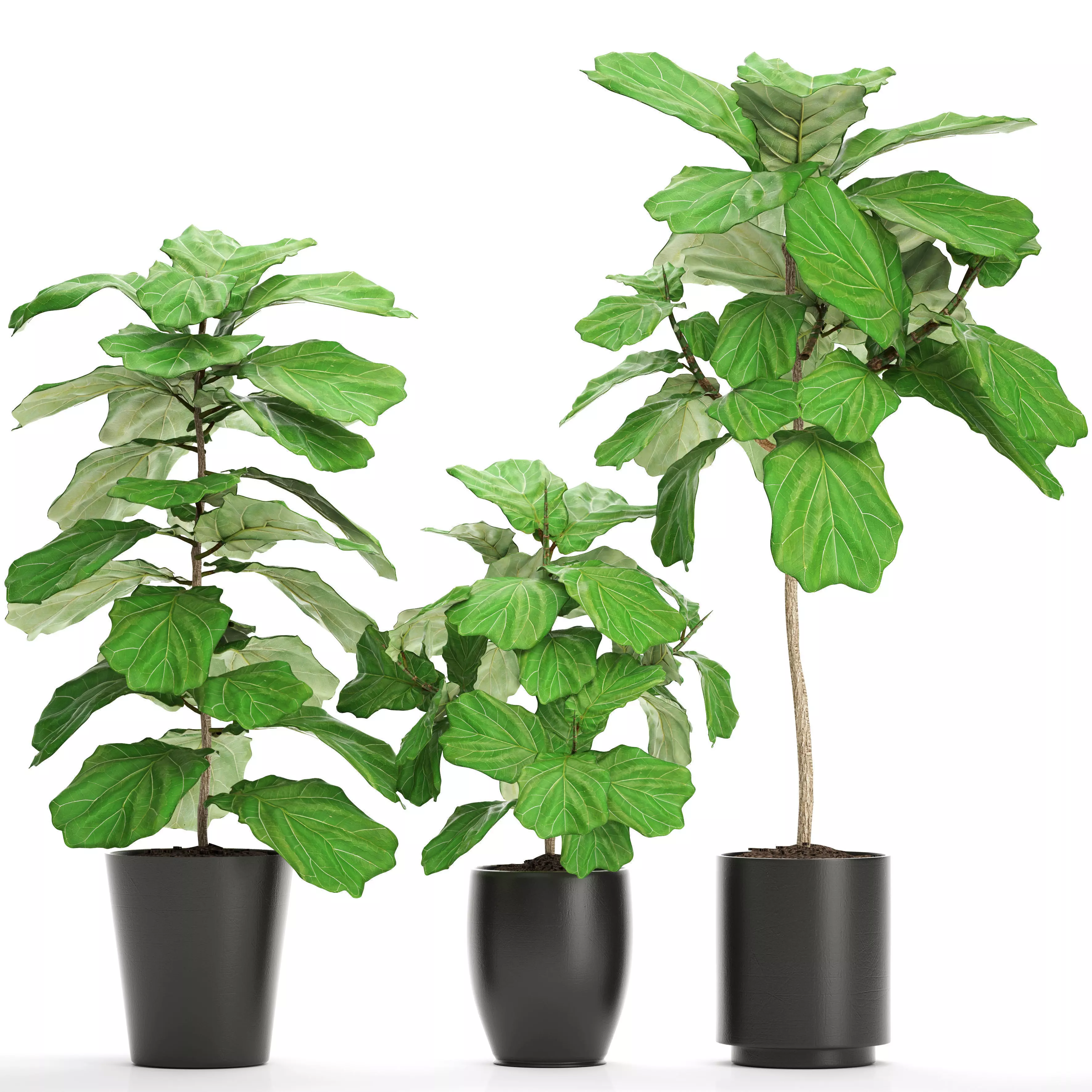 Ficus Lyrata Trees 3D model_0