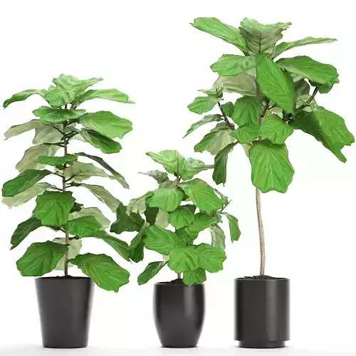 Ficus Lyrata Trees 3D model