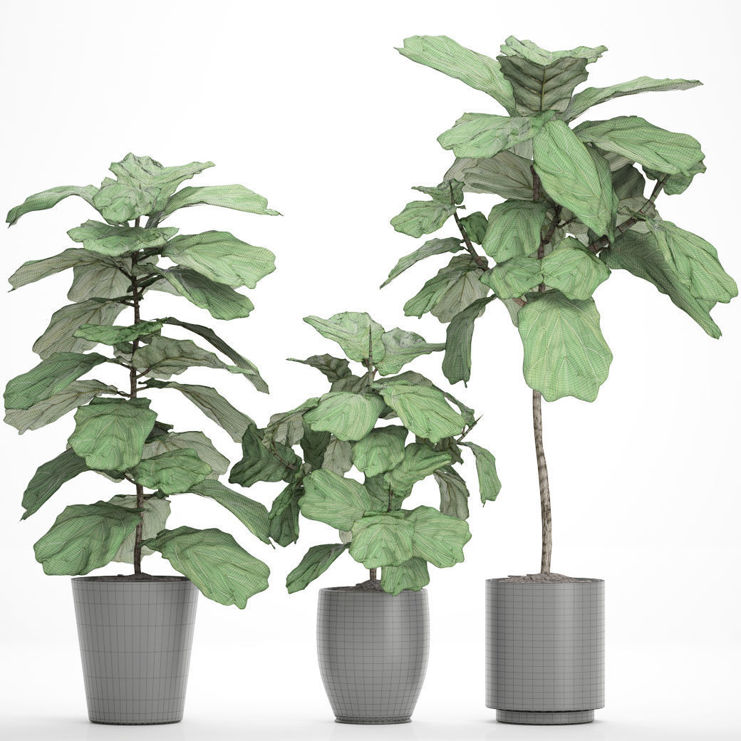 Ficus Lyrata Trees 3D model_4