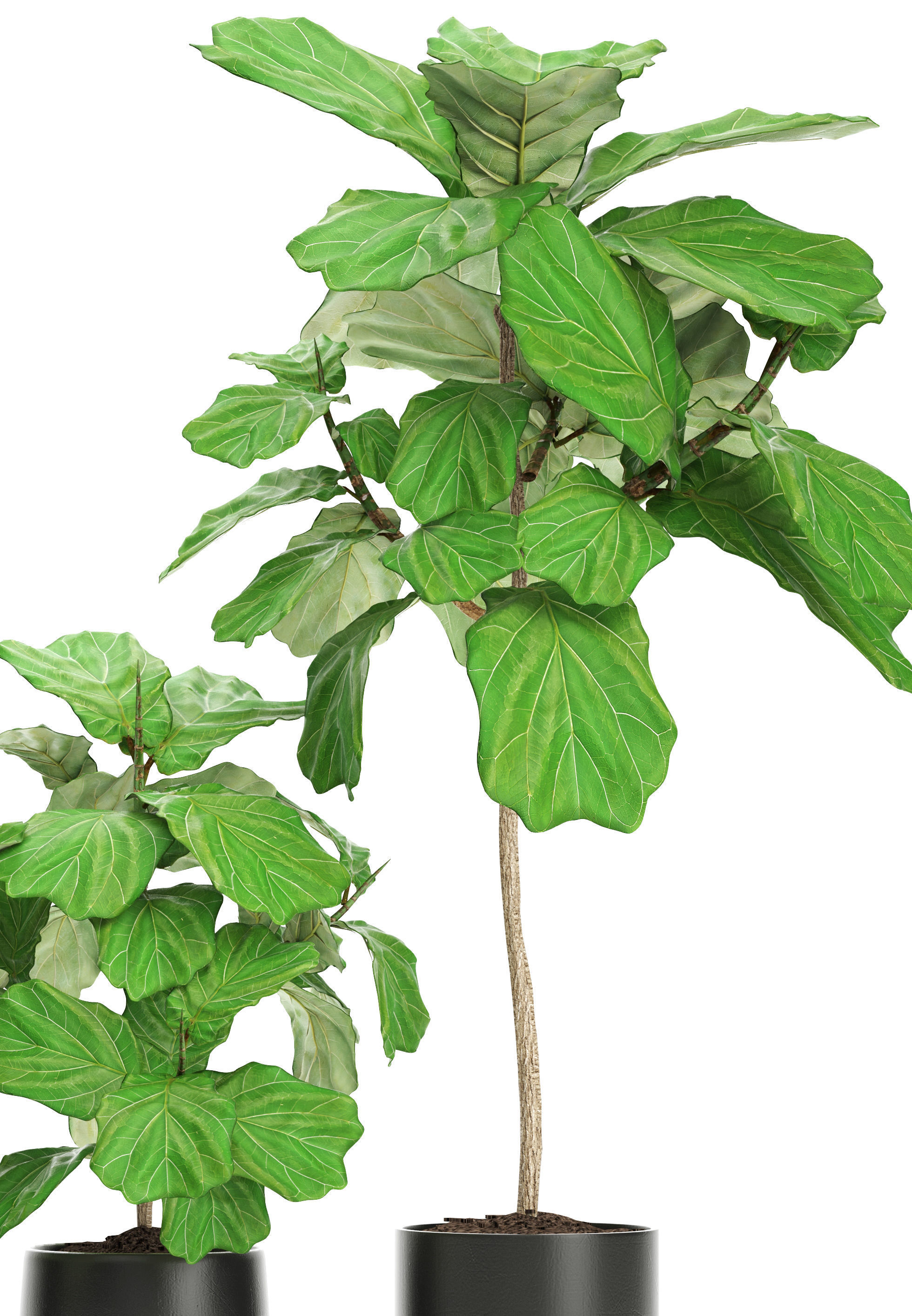 Ficus Lyrata Trees 3D model_8