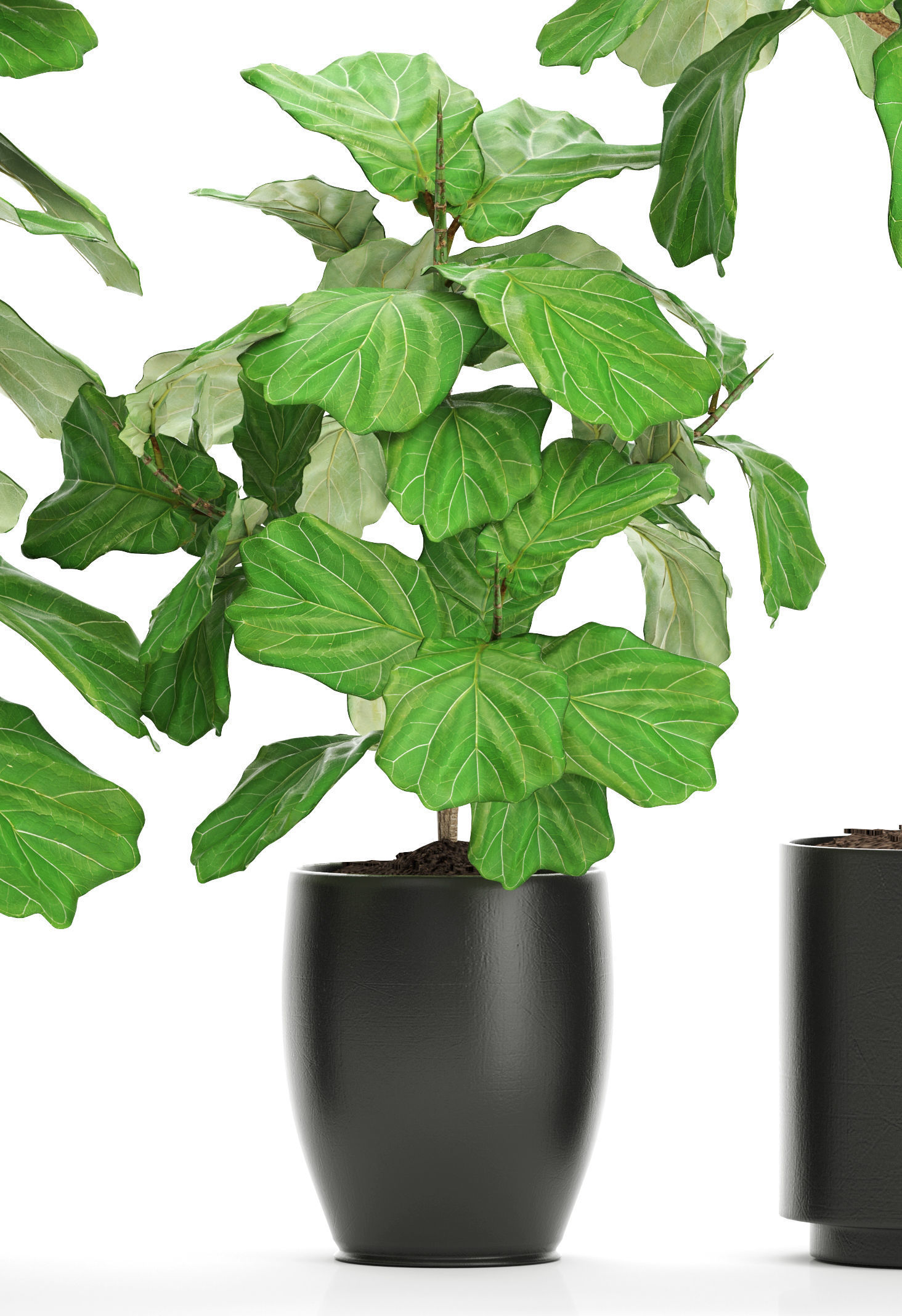 Ficus Lyrata Trees 3D model_1