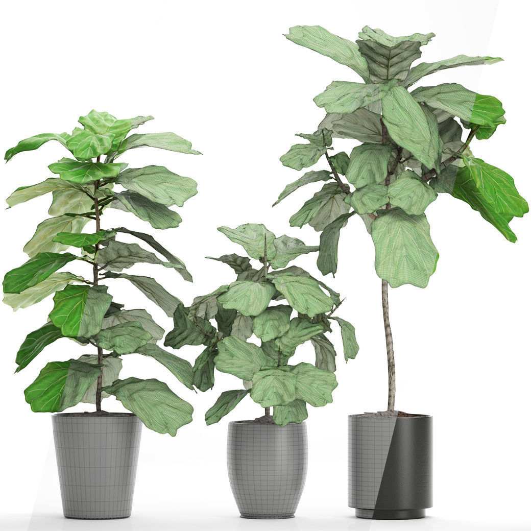 Ficus Lyrata Trees 3D model_3