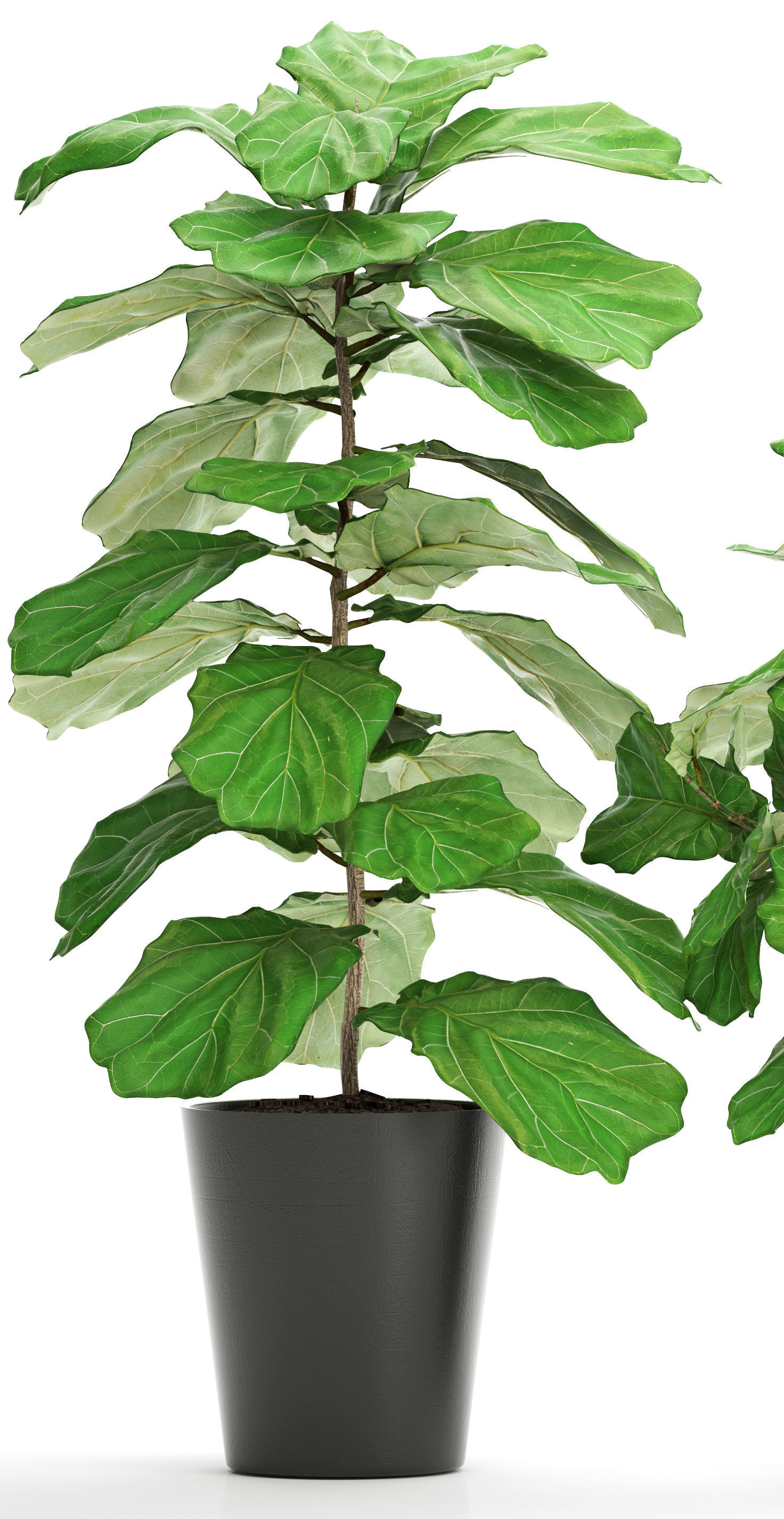 Ficus Lyrata Trees 3D model_2