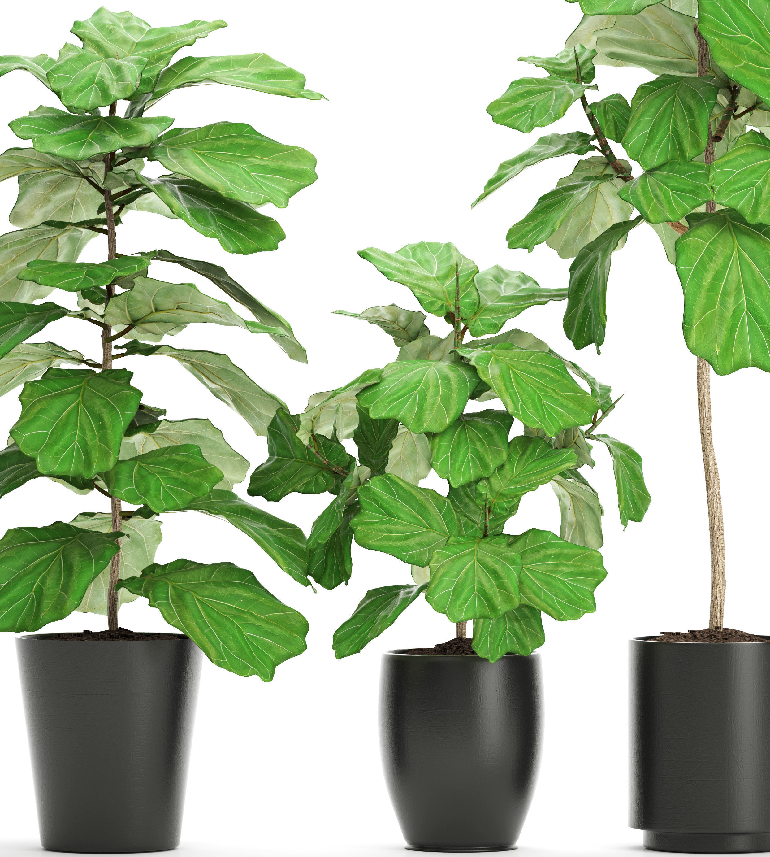 Ficus Lyrata Trees 3D model_9