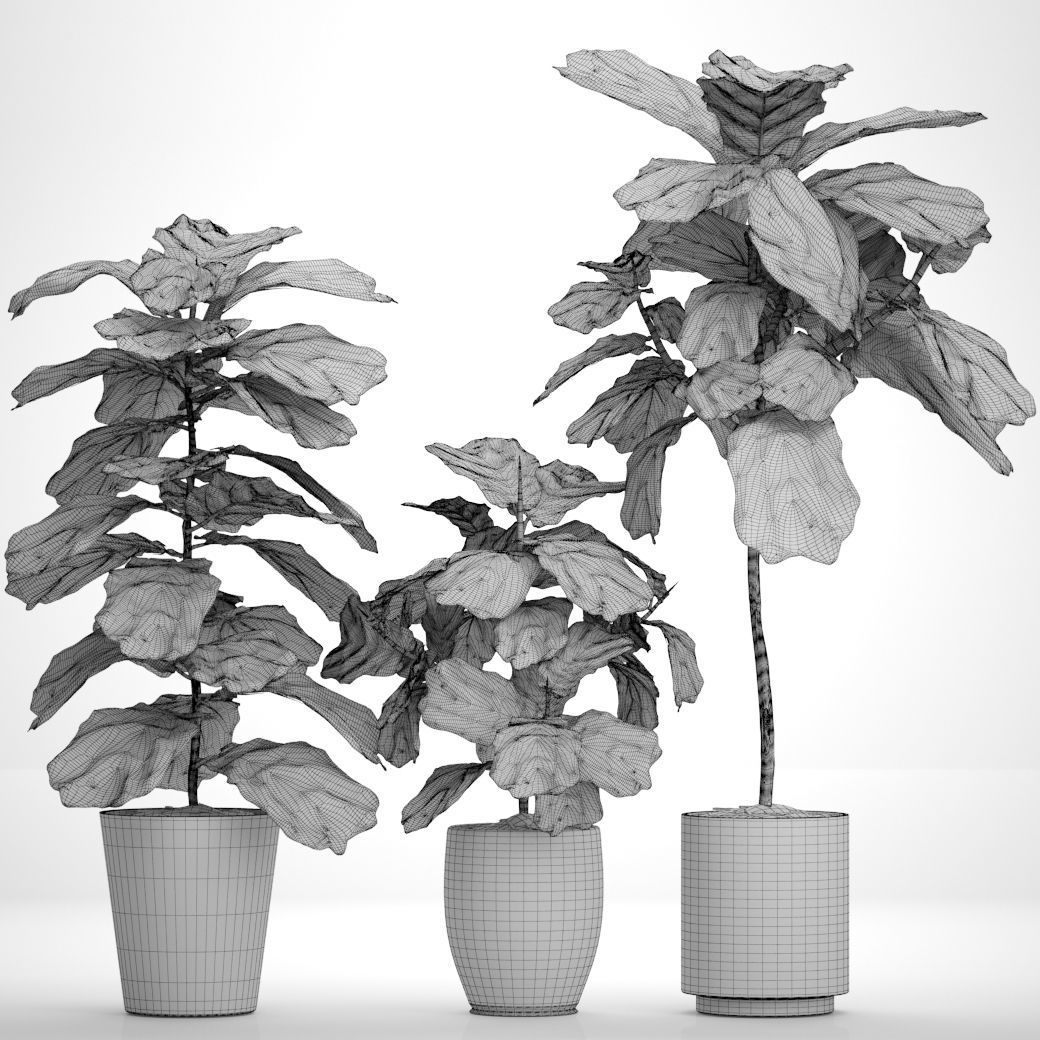 Ficus Lyrata Trees 3D model_5