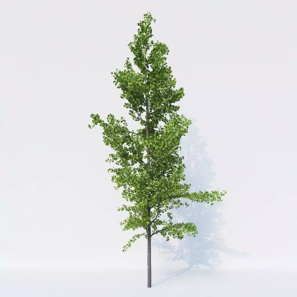 Generic Architectural Tree 3D model_0